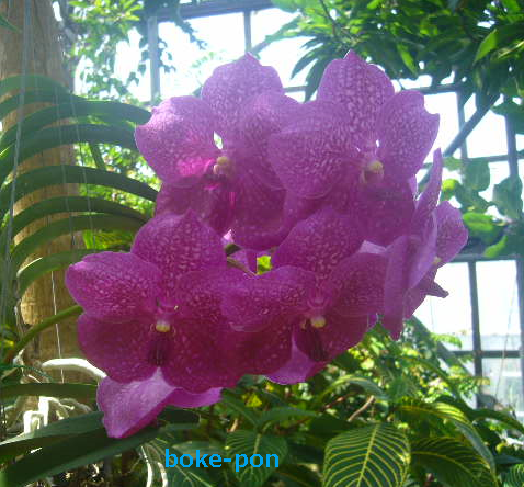 f:id:Boke-Boke:20190429011017p:plain