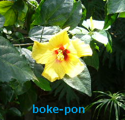 f:id:Boke-Boke:20190429011450p:plain