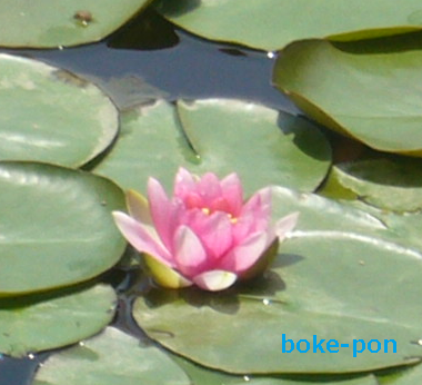 f:id:Boke-Boke:20190429194446p:plain
