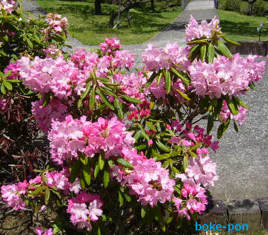 f:id:Boke-Boke:20190429194643p:plain