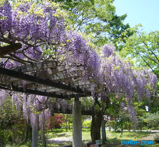 f:id:Boke-Boke:20190429202344p:plain
