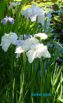 f:id:Boke-Boke:20190616205254p:plain