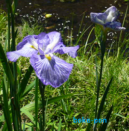 f:id:Boke-Boke:20190616205404p:plain