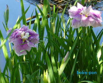 f:id:Boke-Boke:20190616205737p:plain