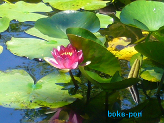 f:id:Boke-Boke:20190616221518p:plain