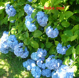 f:id:Boke-Boke:20190616222131p:plain