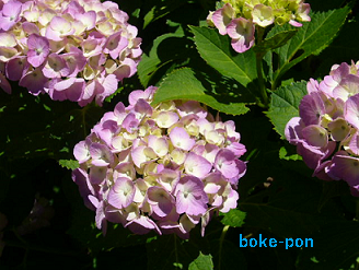 f:id:Boke-Boke:20190616222420p:plain