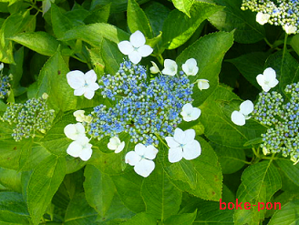f:id:Boke-Boke:20190616222714p:plain