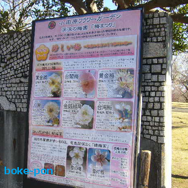 f:id:Boke-Boke:20200209162531p:plain