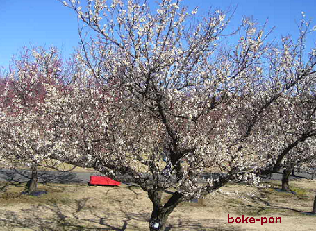 f:id:Boke-Boke:20200209171428p:plain
