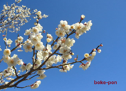 f:id:Boke-Boke:20200209172452p:plain
