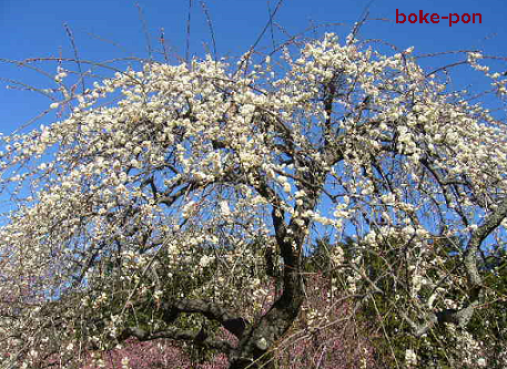 f:id:Boke-Boke:20200209173903p:plain