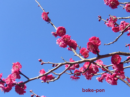f:id:Boke-Boke:20200209175009p:plain