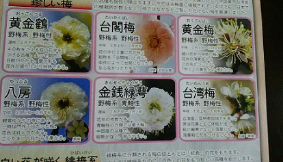 f:id:Boke-Boke:20200209223008p:plain
