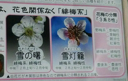 f:id:Boke-Boke:20200209223701p:plain