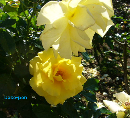 f:id:Boke-Boke:20201109142003p:plain f:id:Boke-Boke:20201109142003p:plain