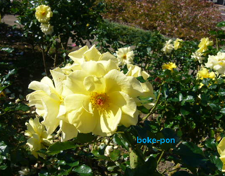 f:id:Boke-Boke:20201109142112p:plain f:id:Boke-Boke:20201109142112p:plain