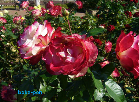 f:id:Boke-Boke:20201109142247p:plain f:id:Boke-Boke:20201109142247p:plain