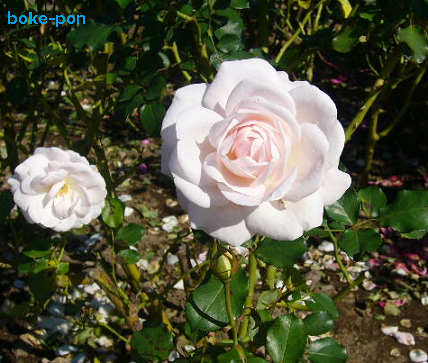 f:id:Boke-Boke:20201109142636p:plain f:id:Boke-Boke:20201109142636p:plain