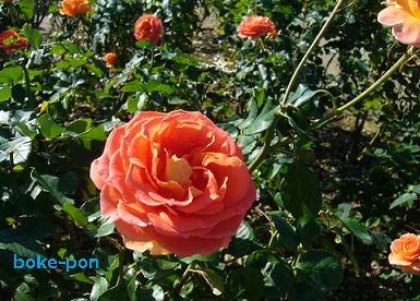 f:id:Boke-Boke:20201109143224p:plain f:id:Boke-Boke:20201109143224p:plain