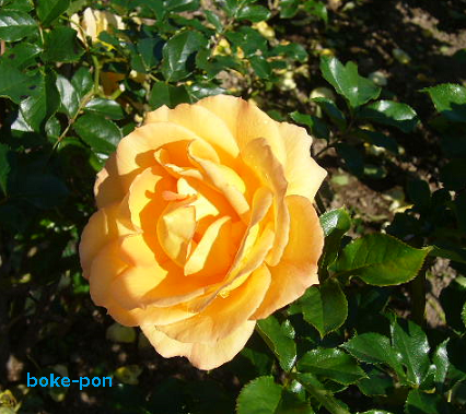 f:id:Boke-Boke:20201109143357p:plain f:id:Boke-Boke:20201109143357p:plain
