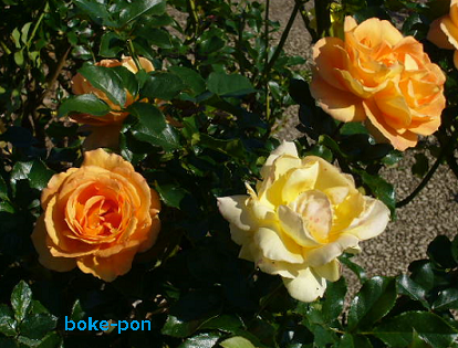 f:id:Boke-Boke:20201109143418p:plain f:id:Boke-Boke:20201109143418p:plain