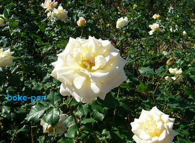 f:id:Boke-Boke:20201109143440p:plain f:id:Boke-Boke:20201109143440p:plain