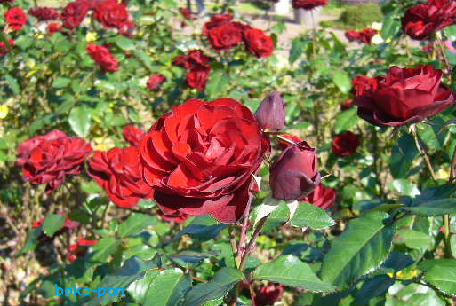 f:id:Boke-Boke:20201109143511p:plain f:id:Boke-Boke:20201109143511p:plain
