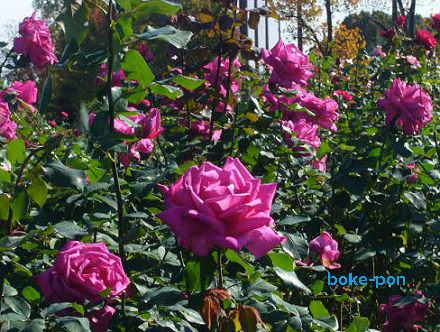 f:id:Boke-Boke:20201109143607p:plain f:id:Boke-Boke:20201109143607p:plain
