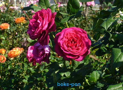 f:id:Boke-Boke:20201109143633p:plain f:id:Boke-Boke:20201109143633p:plain
