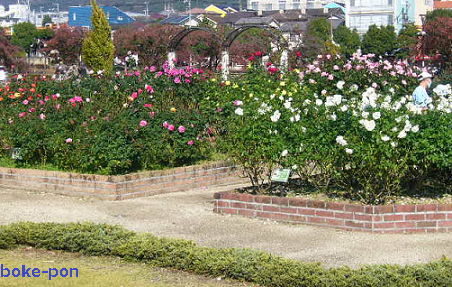 f:id:Boke-Boke:20201109143719p:plain f:id:Boke-Boke:20201109143719p:plain