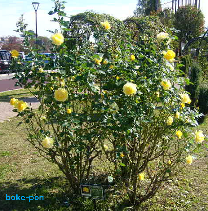 f:id:Boke-Boke:20201109143846p:plain f:id:Boke-Boke:20201109143846p:plain