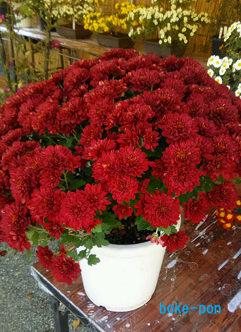 f:id:Boke-Boke:20211112135340p:plain