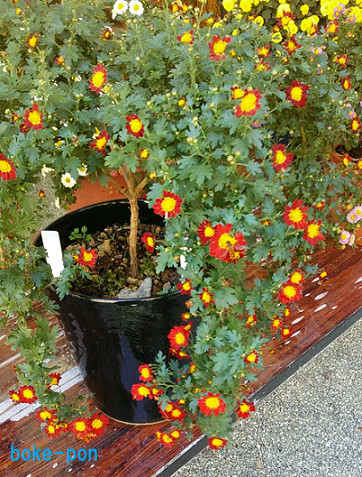 f:id:Boke-Boke:20211112135927p:plain