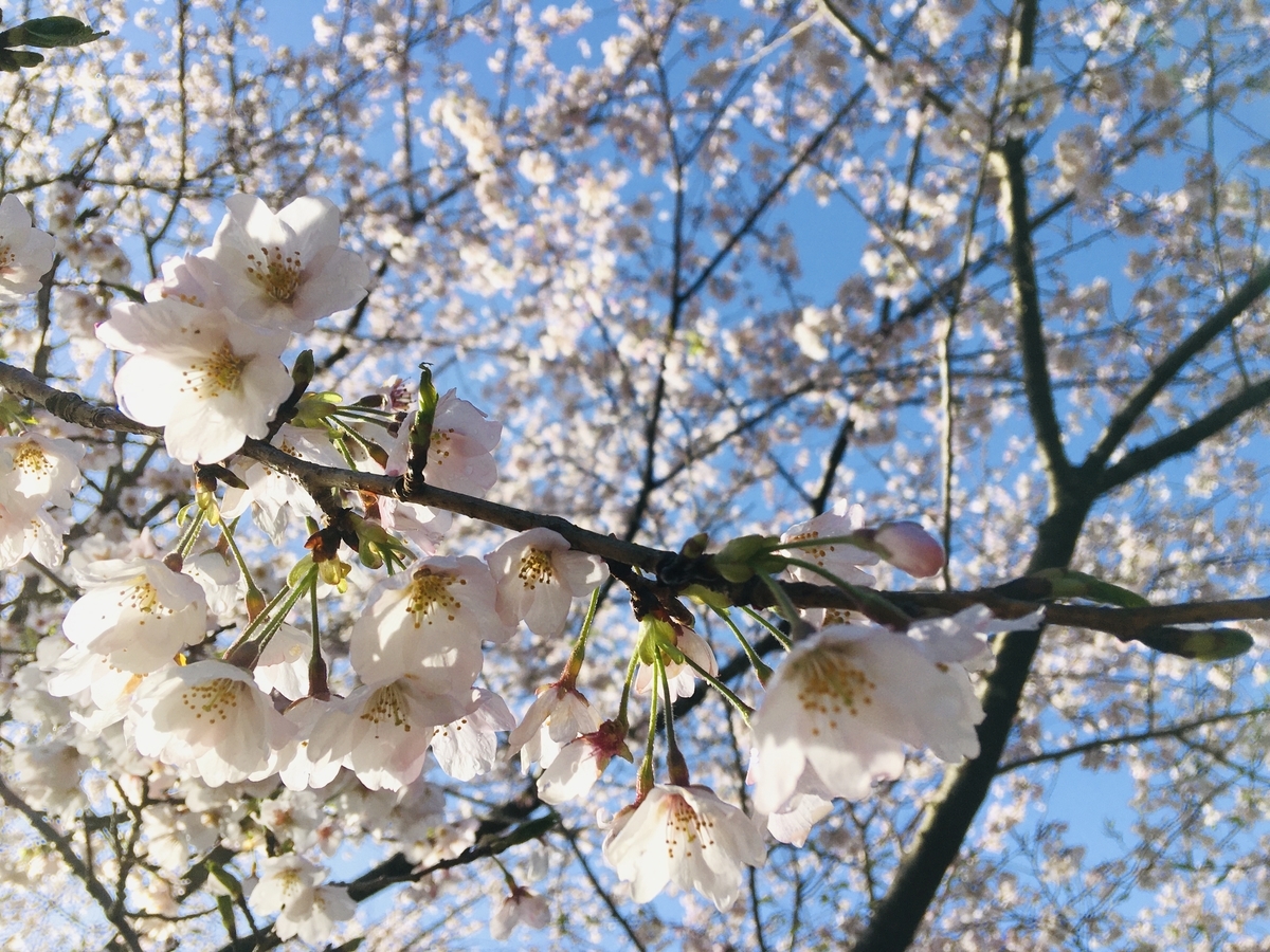 f:id:Bokutaro:20200515124911j:plain