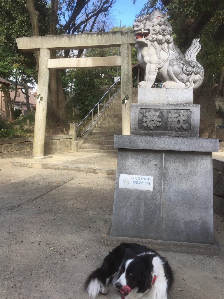 f:id:BorderCollieLeon:20201129140423j:image