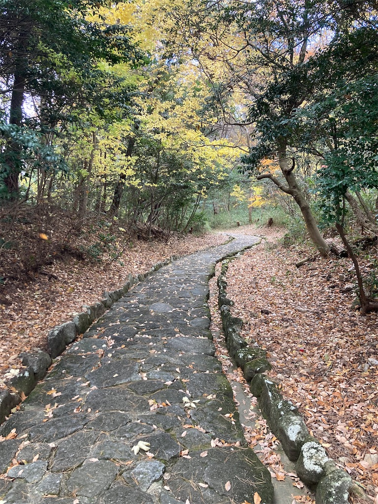 f:id:BorderCollieLeon:20241222075317j:image