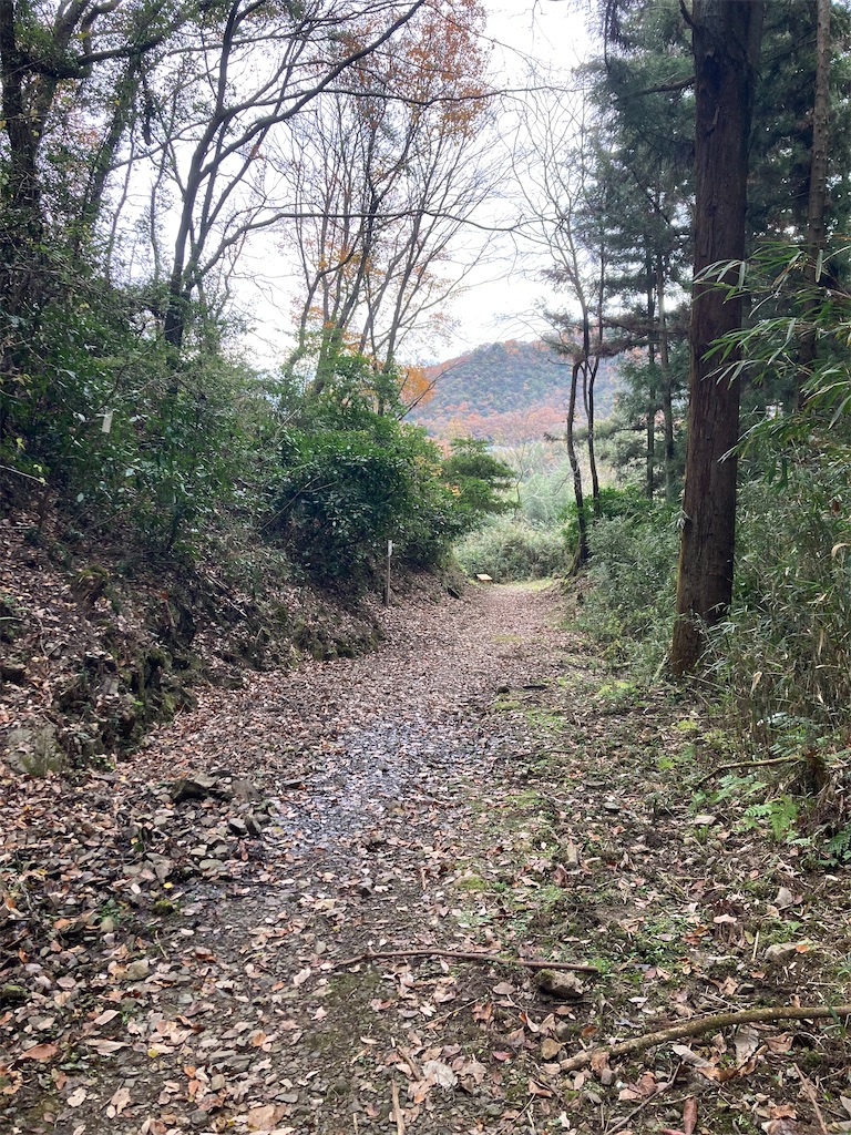 f:id:BorderCollieLeon:20241222080002j:image