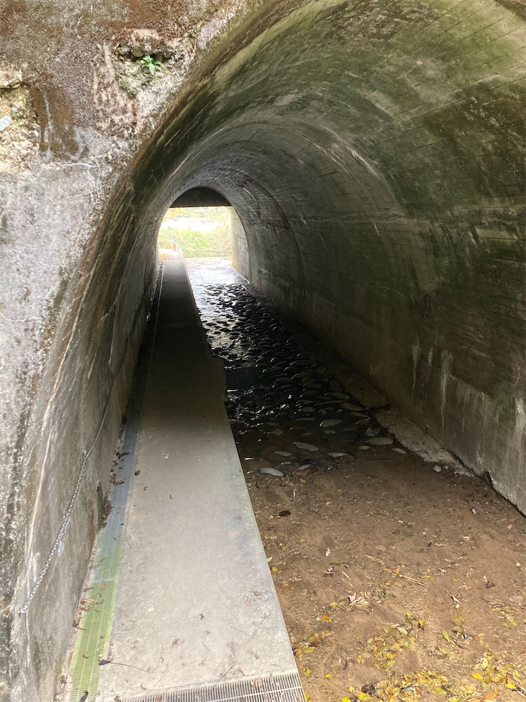 f:id:BorderCollieLeon:20241222080718j:image