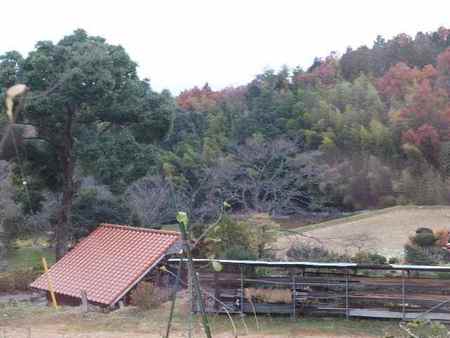 f:id:Bosque:20071204065618j:image