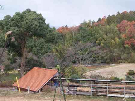 f:id:Bosque:20071205065450j:image