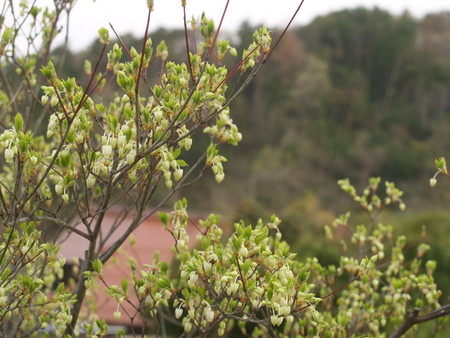 f:id:Bosque:20080423064529j:image