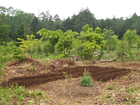 f:id:Bosque:20080523065058j:image