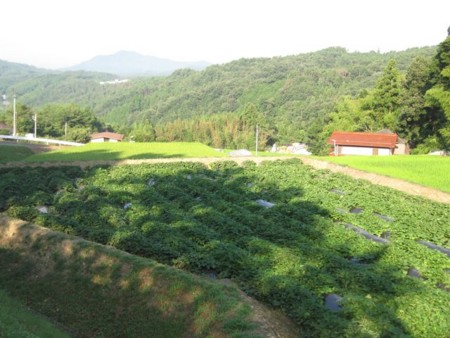 f:id:Bosque:20120810073714j:image