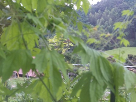 f:id:Bosque:20120811080033j:image