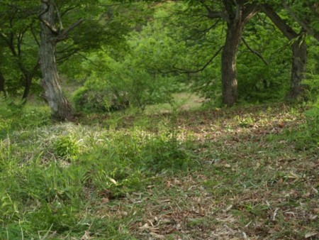 f:id:Bosque:20140517080327j:image