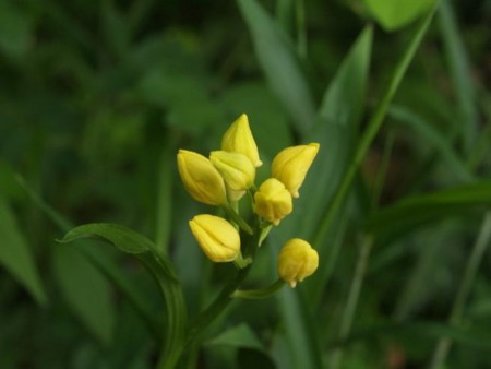 f:id:Bosque:20140517081655j:image