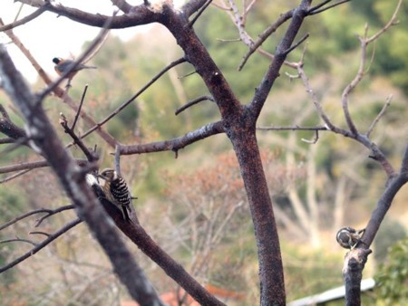 f:id:Bosque:20150323075011j:image
