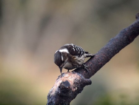 f:id:Bosque:20150323075013j:image