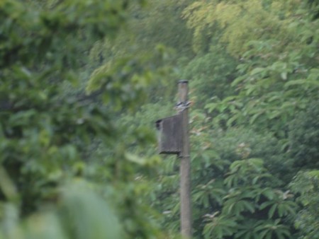 f:id:Bosque:20150720063522j:image